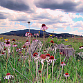 Wyoming Coneflowers