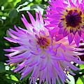 Shining Dahlias in Pink