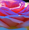 Sun on my Pink Roses